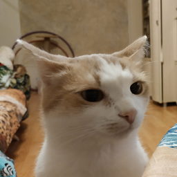 Meowthx