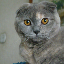 Graystripe