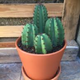 ������ ������������ HenryTheCactus