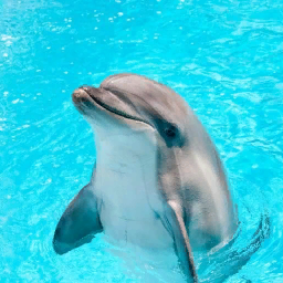 TheDolphin1