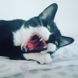 Chupakabraz