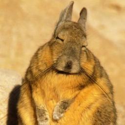 dasWeibsbild