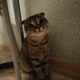 MamasitaKat