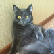 ������ ������������ sonimk