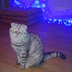 TopBananaMeow