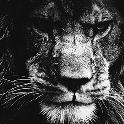Lione74