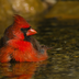 NorthernCardinal