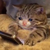 predatorypeach88