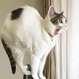FiveCat