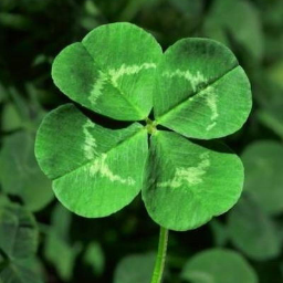 Golub1127