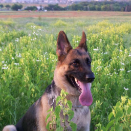 Lidia.Caplencova