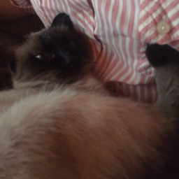 Cletro