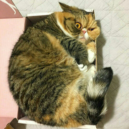 Pikabugavnodermo