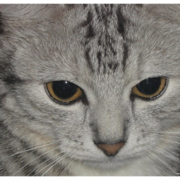 Karpov1