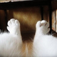 ������ ������������ Catshindlegs