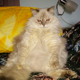 Babayga25