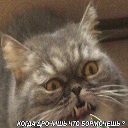 EgoNemo