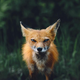 ������ ������������ AngryFuckingFox