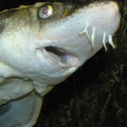 WildSturgeon