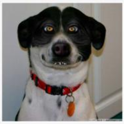 crazzydog