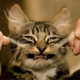������ ������������ shawarma.cat