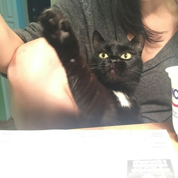 GromoPetr