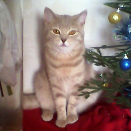 scratchcat28