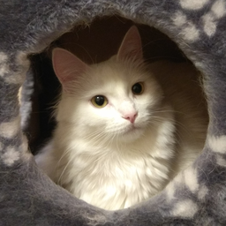 Auri