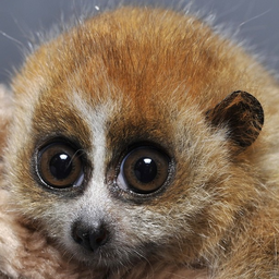 GlyanceviyLemur