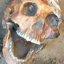 dekornol