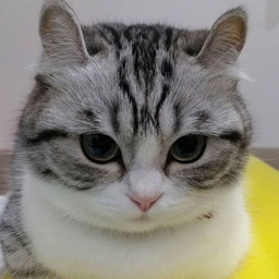 Gougu