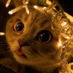 lampampidusik