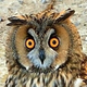 Аватар пользователя MadDadOwl