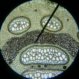 Bioluh