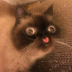 plfhjdfymrb