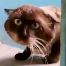 pluschkin