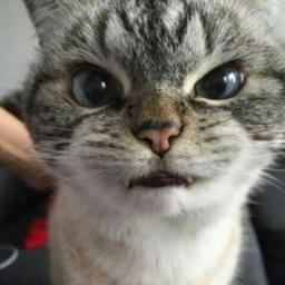 Shebaka