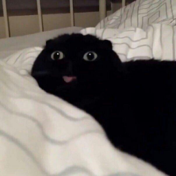 HornetBro