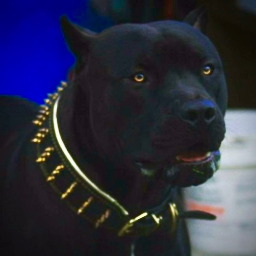 staffdog2010