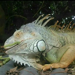 eybnfp