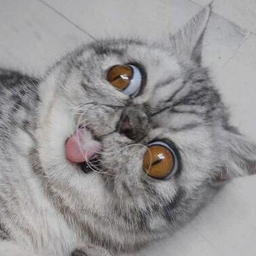 raybeaver