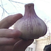 COCTAB