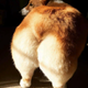 ������ ������������ dot.fox