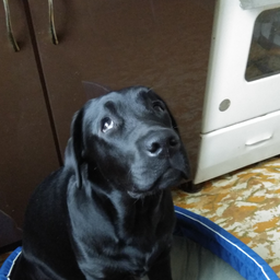 alexderp