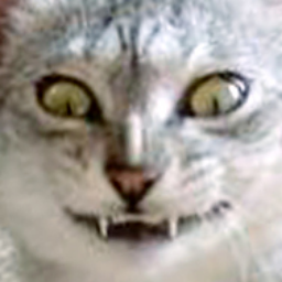kokorochan
