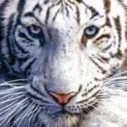 whiteTigr