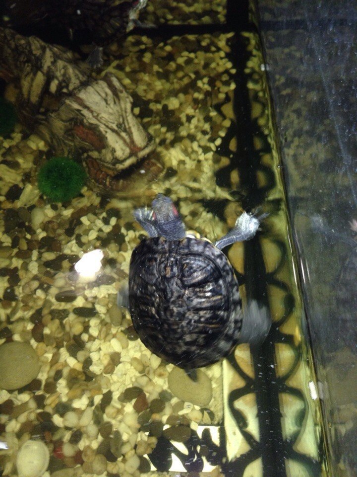 Спячка сухопутной черепахи. Мертвая красноухая черепаха. Подводная черепаха красноухая. Смерть красноухой черепахи. Мертвая красноухая черепашка.