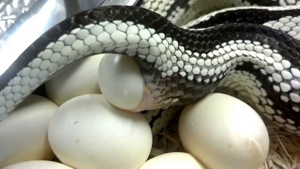 Яйца змей видео. Яйцеживорождение гадюка. Анаконда откладывает яйца. Змеиные яйца.