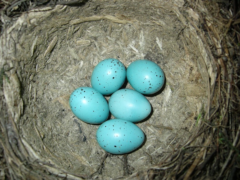 Цвет яиц странствующего дрозда... | Пикабу