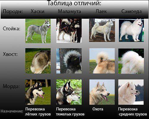как отличить хаски от лайки фото онлайн как отличить хаски от лайки фото